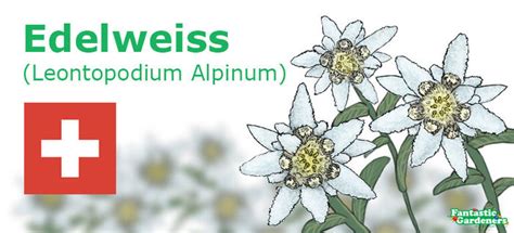 European National Flowers: The COMPLETE List .
